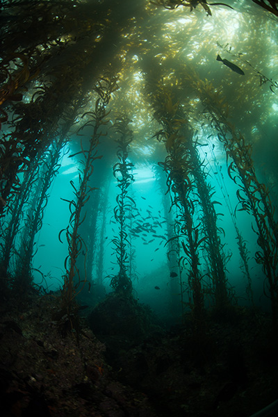 giant-kelp-400.jpg