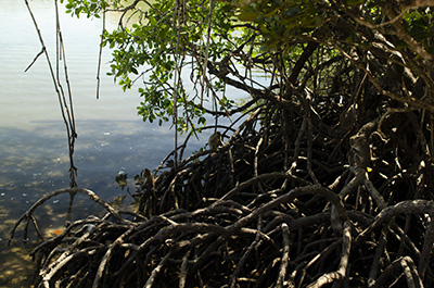 mangroves-400.jpg