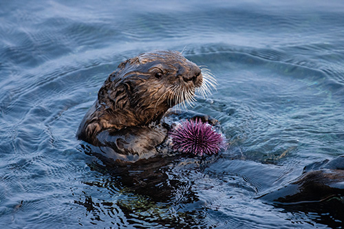 Sea otters maintain remnants of healthy kelp forest amid sea urchin barrens