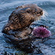 sea otter with urchin