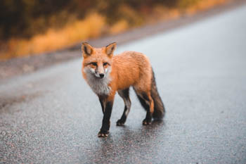 A red fox standing in a road