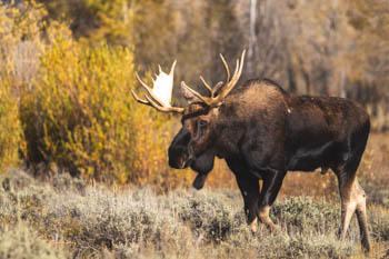 A moose walking through the forest
