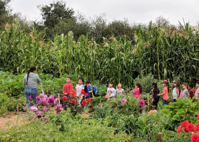 children in a garden surrounded by rows of corn and flowers