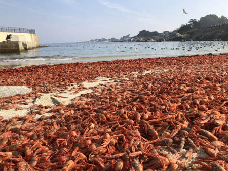Pelagic red crabs stranded on a beach in Pacific Grove, California
