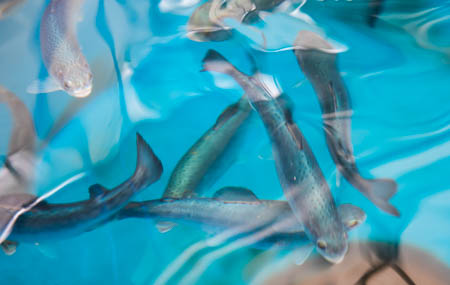 Rainbow trout swim inside an aquaculture tank at UC Santa Cruz
