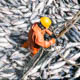 A person standing among harvested tuna on a commercial fishing vessel