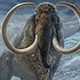 illustration of woolly mammoth