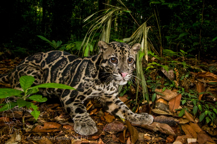 kennerknecht-sebastian-sunda-clouded-leopard-malaysia.jpg