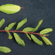 Rhamnus californica Coffeeberry, Puruuric. Buckthorn Family (Rhamnaceae)
