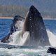 humpback whale feeding gulp
