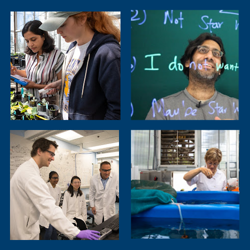 faculty-collage-500px.png
