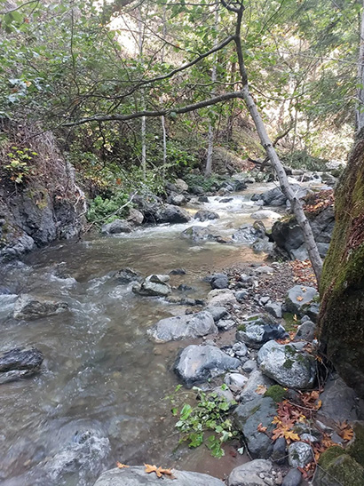 lush-creek-410.jpg