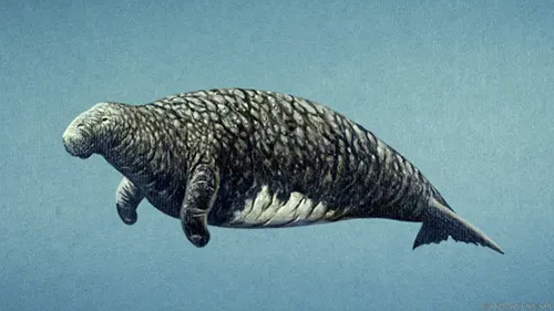 Genome of extinct Steller's sea cow reveals surprising link to human skin  disease