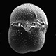 foraminifera-thumb.jpg
