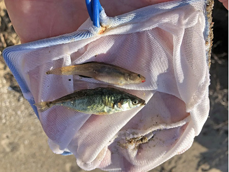 two fish side by side in a net