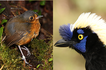 Images of the Slaty-crowned Antpitta and the Green Jay.