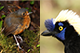 Images of the Slaty-crowned Antpitta and the Green Jay. 