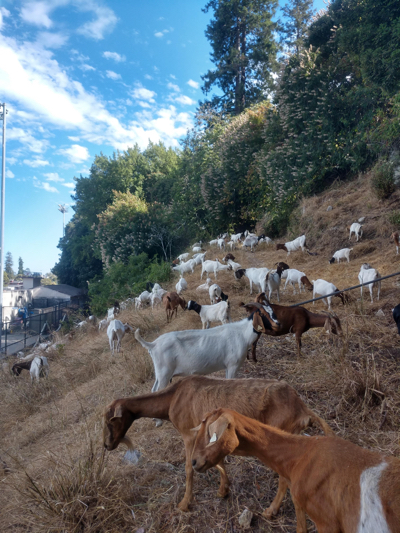 Goats grazing on a hillside
