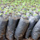 Rows of tree seedlings being grown for a reforestation initiative