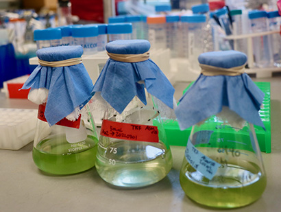 cyanobacteria samples in flasks