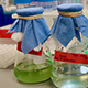 cyanobacteria samples in flasks