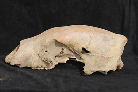polar bear skull
