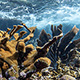 coral-reef-thumb.jpg