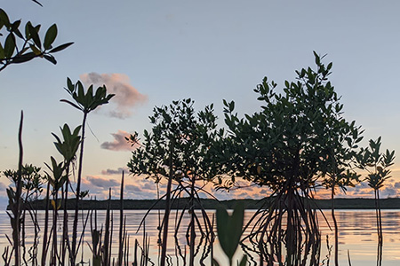mangroves at sunset