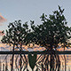 mangroves-thumb.jpg