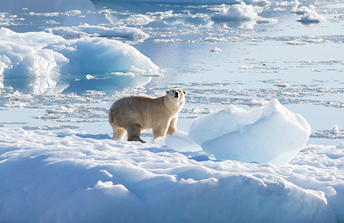 polar-bear-ice-500.jpg