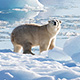 polar bear on glacial ice