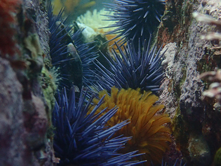 sea-urchins-450.jpg