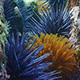 sea-urchins-thumb.jpg