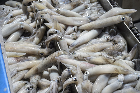 a pile of freshly caught market squid