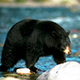 A black bear standing in a stream.