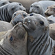 elephant-seals-thumb.jpg