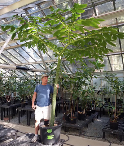 Jim Velzy with plant in greenhouse