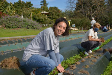 students plant strawberries in rows