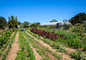 Rows of plants on the UCSC farm with a greenhouse in the background.