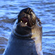 elephant-seal-thumb.jpg