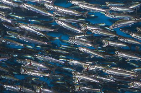 anchovies-450.jpg