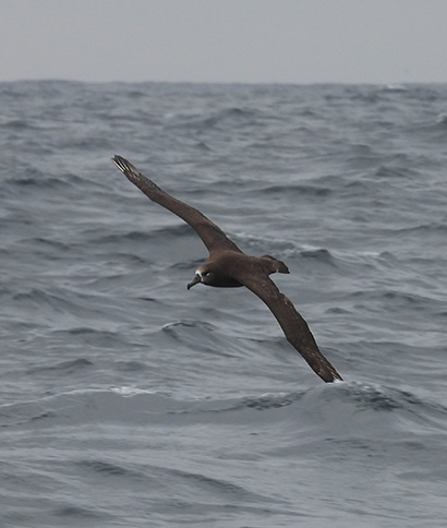 black-footed-albatross-410.jpg