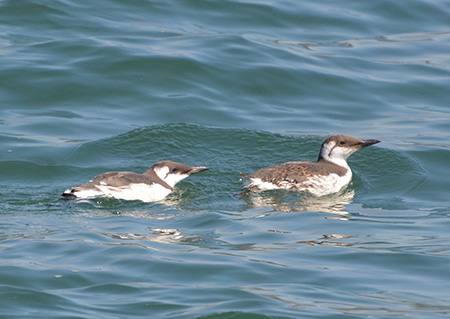 common murres on the water