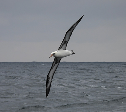 laysan-albatross-410.jpg