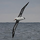 laysan-albatross-thumb.jpg