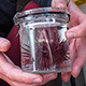 red sea urchin in a jar