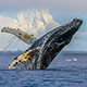 humpback-breach-thumb.jpg