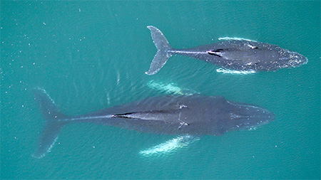 humpback-mother-calf-450.jpg