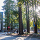 Redwood trees and academic buildings on Science Hill at UCSC main campus.