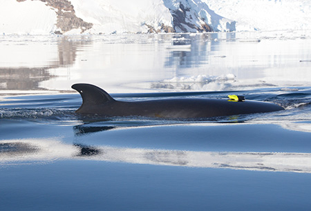 Antarctic minke whale with suction tag on back